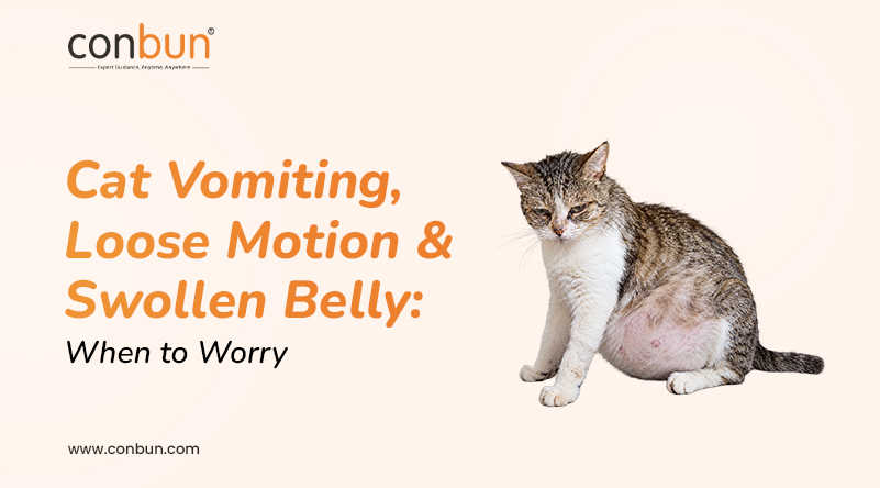Cat Vomiting, Diarrhoea & Swollen Belly: When to Worry